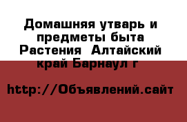 Домашняя утварь и предметы быта Растения. Алтайский край,Барнаул г.